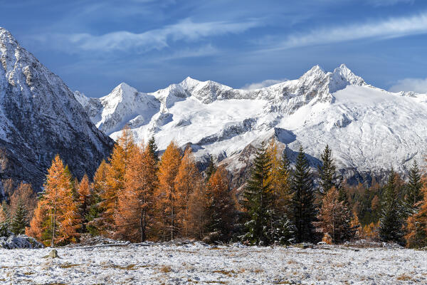 Snowy peaks framed by larch trees in autumn, Chiareggio, Valmalenco, Valtellina, Sondrio province, Lombardy, Italy