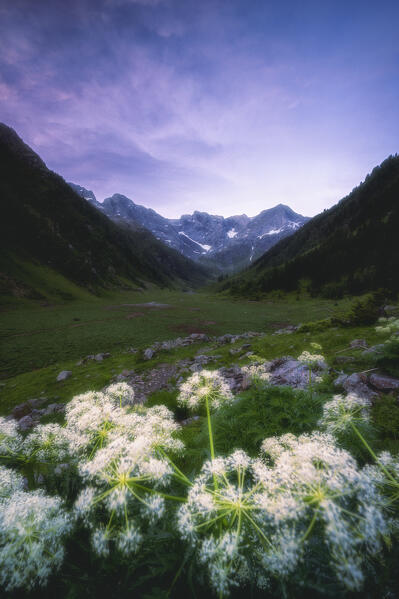 Sunrise over green meadows surrounded by flowering plants at springtime, Val Vedello, Orobie Alps, Valtellina, Lombardy, Italy