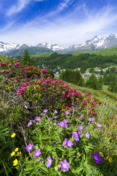 Rhododendrons during the summer bloom, Madesimo, Valle Spluga, Valtellina, Lombardy, Italy