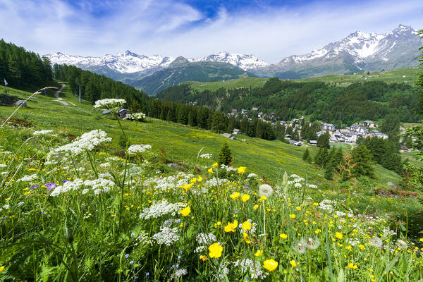 Flowering meadows in summer, Madesimo, Valle Spluga, Valtellina, Lombardy, Italy