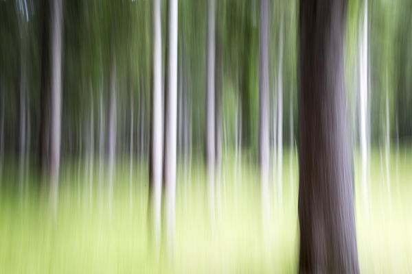 Red and white fir trees in the forest Somadida near Misurina. Cadore. Veneto. Italy. Europe