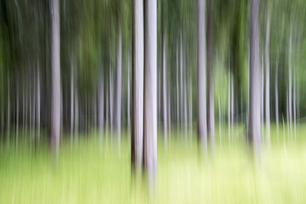 Shooting with the Camera Motion system in the forest of Somadida not far from Misurina. Cadore. Veneto. Italy. Europe