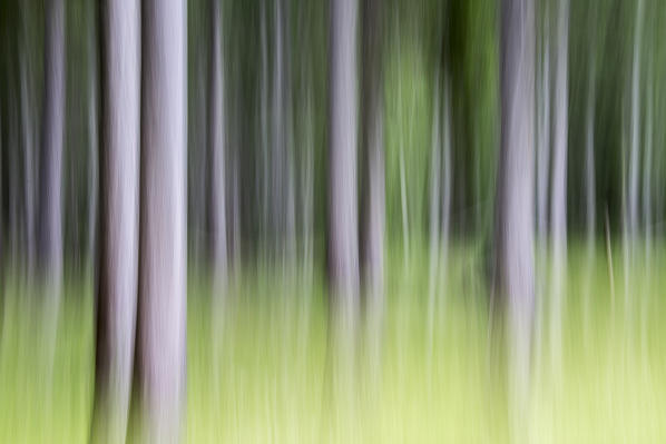 Shooting with the Camera Motion system in the forest of Somadida not far from Misurina. Cadore. Dolomites. Veneto. Italy. Europe