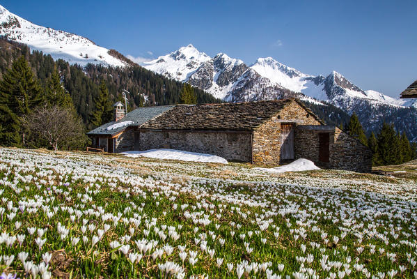 Huts of Corte Grande surrounded by the colors of spring and Crocus. Bitto Valley. Orobie Alps. Valtellina. Lombardy. Italy. Europe