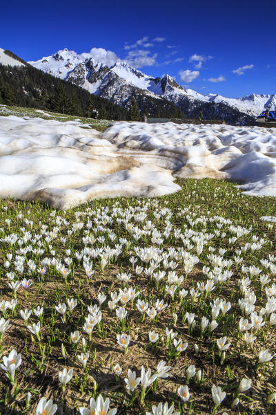 The crocus bloom making their way through patches of snow. Orobie Alps. Lombardy. Italy. Europe