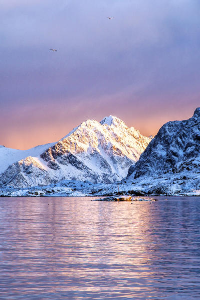 The colors of dawn light up the sea in Henningsvaer fjord. Lofoten Islands. Norway. Europe