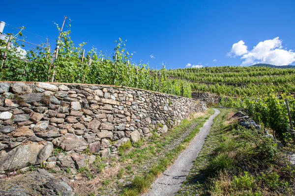 A trail winds through the dry stone walls that support the vineyards of Valtellina. Lombardy. Italy. Europe