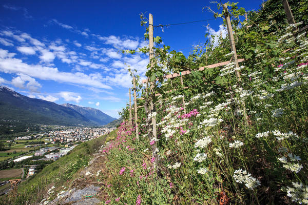 Summer flowering in the vineyards of Valtellina. Lombardy. Italy