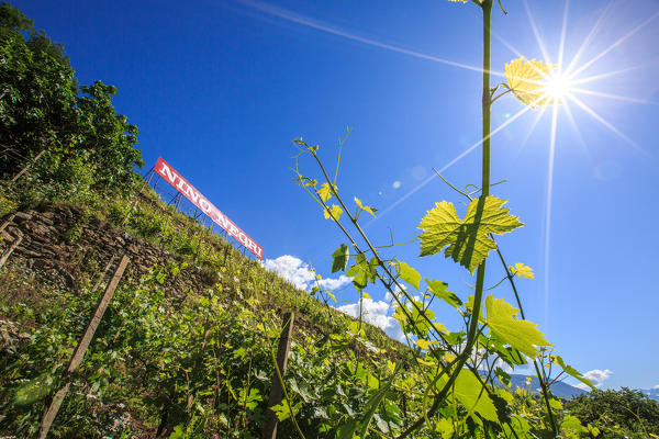 Signboard of a wine house among the vineyards of Valtellina.  Castle Grumello. Montagna in Valtellina. Sondrio. Lombardy. Italy. Europe