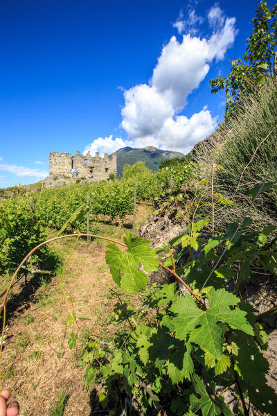 Cultivation of vines and herbs around the Castle Grumello. Montagna in Valtellina. Sondrio. Lombardy. Italy. Europe