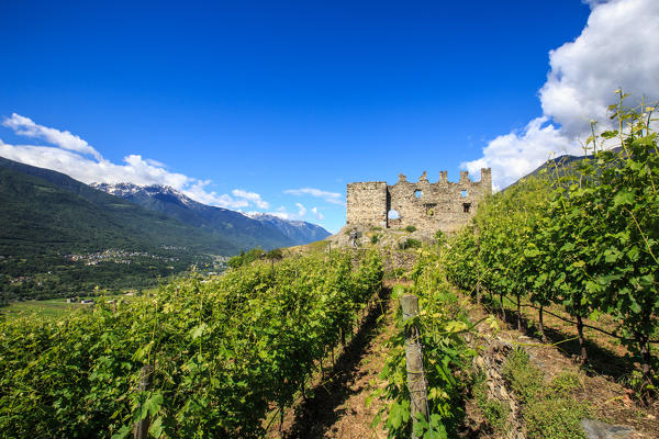 Vineyards on terraces around the Castle Grumello. Montagna in Valtellina. Sondrio. Lombardy. Italy. Europe