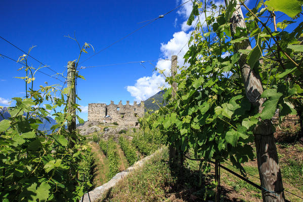 The ruins of Castle Grumello among the vineyards of Valtellina. Montagna in Valtellina. Sondrio. Lombardy. Italy. Europe