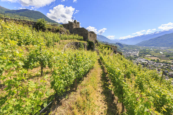 Vineyards on terraces around the Castle Grumello. Montagna in Valtellina. Sondrio. Lombardy. Italy. Europe