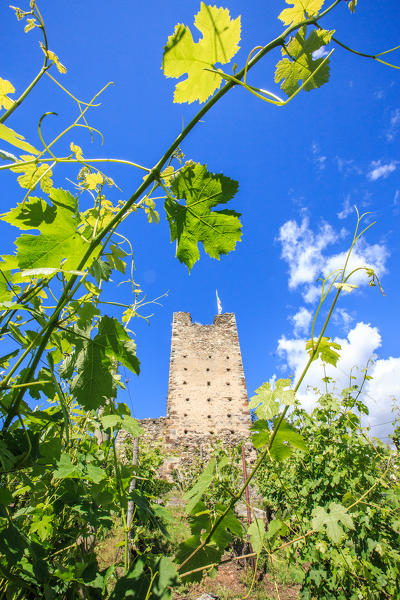 The Castle Grumello hides among the green shoots of the vineyards that surround it. Montagna in Valtellina. Sondrio. Lombardy. Italy. Europe