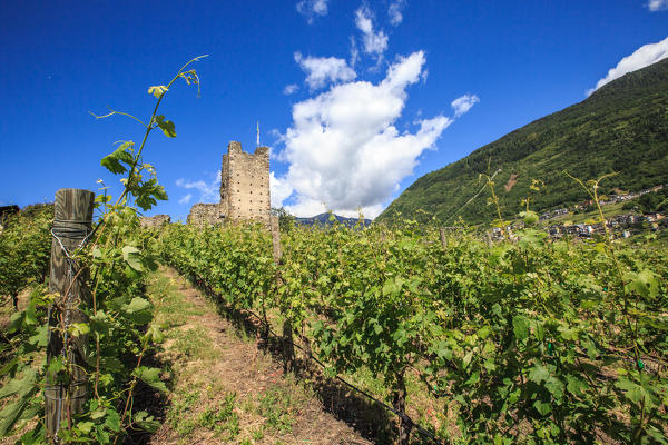 The Castle Grumello was built on a rocky moraine in the average Valtellina. The population used to produce wine because the area is always exposed to the sun. Montagna in Valtellina. Sondrio. Lombardy. Italy. Europe