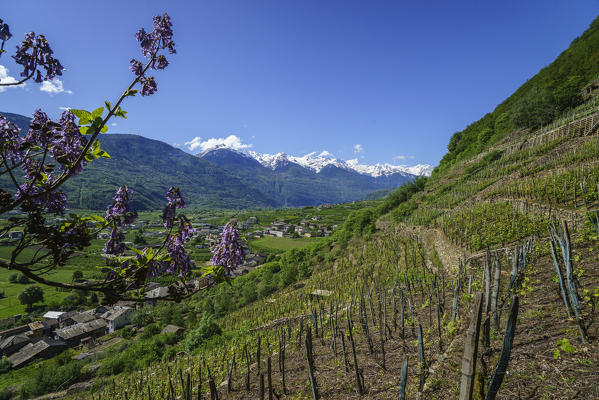 Flowering tree in the vineyards of Bianzone. Province of Sondrio. Valtellina Lombardy. Italy. Europe