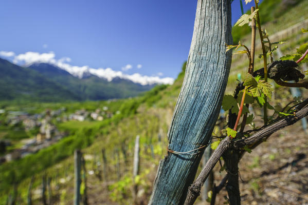 Support pole of vineyard smeared with verdigris. Valtellina. Lombardy. Italy. Europe