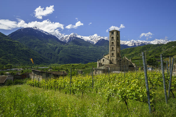 View of the Church of San Siro in Bianzone by green vineyards. Province of Sondrio. Valtellina Lombardy. Italy. Europe