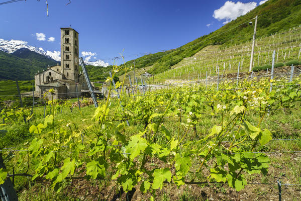 The Church of Bianzone surrounded by green vineyards of Valtellina at summer. Province of Sondrio. Lombardy. Italy. Europe