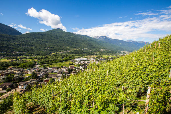 The village of Bianzone surrounded by green vineyards of Valtellina. Province of Sondrio. Lombardy. Italy. Europe