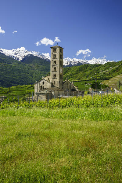 The Church of Bianzone surrounded by green vineyards of Valtellina. Province of Sondrio. Lombardy. Italy. Europe