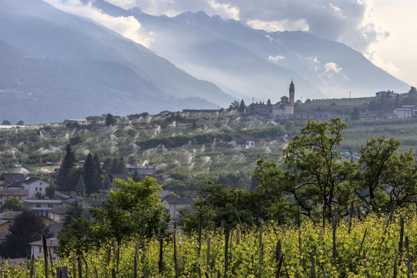 Vineyards and apple orchards. Ponte in Valtellina. Lombardy Italy Europe