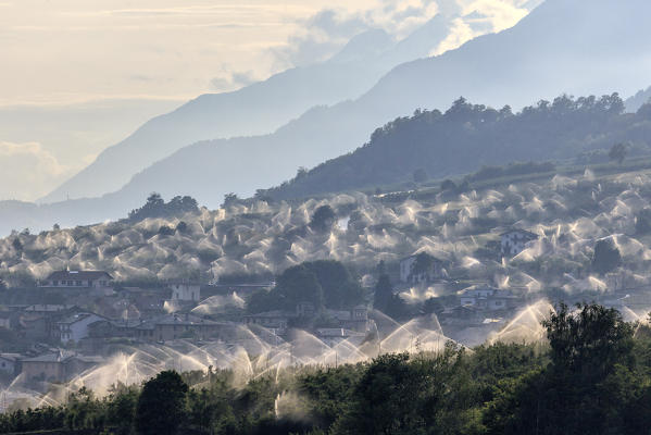 Watering apple orchards Ponte in Valtellina. Lombardy Italy Europe