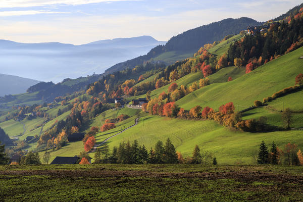 Red cherry trees in autumn color the country road around St.Magdalena village. In the background the Odle Mountains. South Tyrol