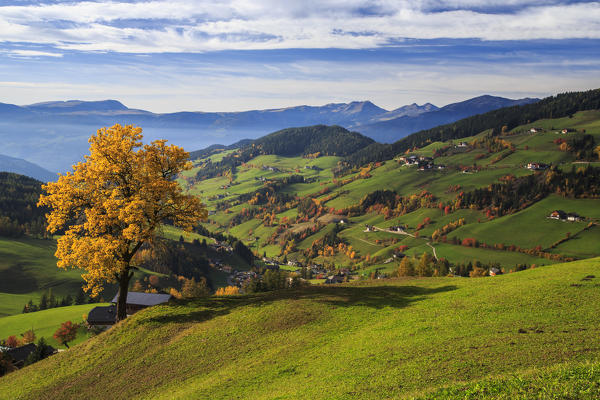 The autumn colors of a tree overlooking Funes Valley and St. Magdalena village. In the background the Odle Mountains. Dolomites South Tyrol Trentino Alto Adige Italy Europe