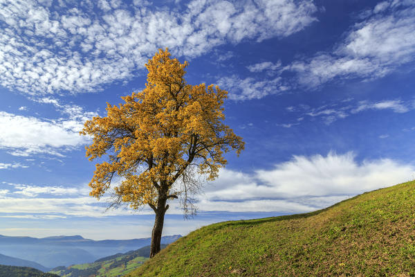 The autumn colors of a tree overlooking Val di Funes  and St. Magdalena village. In the background the Odle Mountains. Dolomites