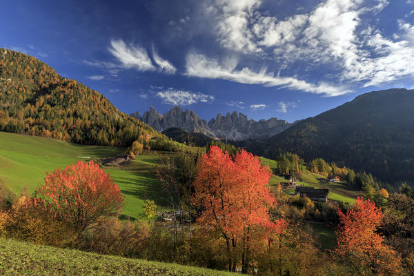 Red cherry trees in autumn color the landscape around St. Magdalena village. In the background the Odle Mountains. Val di Funes.