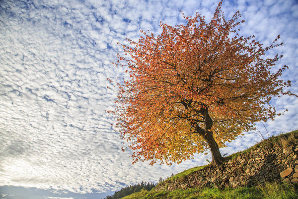 Autumn Red cherry tree meets the cloudy sky of Val di Funes. Dolomites. South Tyrol. Italy