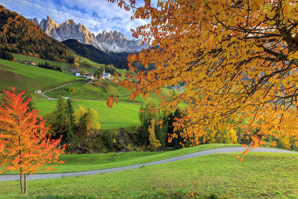 Red cherry trees in autumn color the country road around St.Magdalena village. In the background the Odle Mountains. South Tyrol