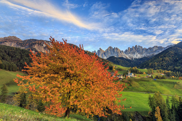 Red cherry trees in autumn color the country road around St.Magdalena village. In the background the Odle Mountains. South Tyrol