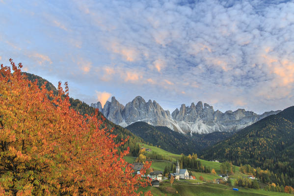 Red cherry trees in autumn color the country road around St.Magdalena village. In the background the Odle Mountains. South Tyrol Trentino Alto Adige Italy Europe