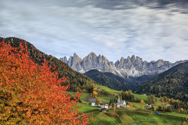 The autumn colors of a tree overlooking Val di Funes  and St. Magdalena village. In the background the Odle Mountains. Dolomites