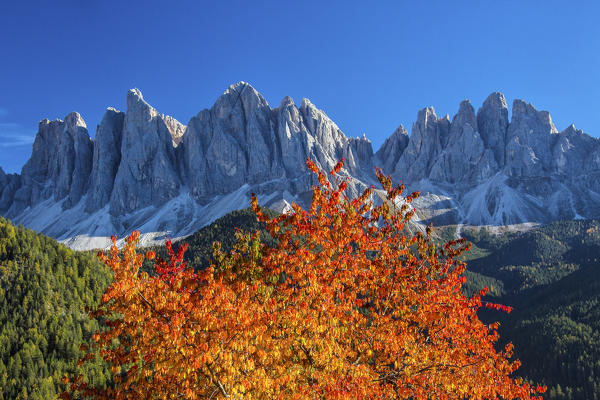 Colorful autumn trees frame the group of Odle. St. Magdalena Funes Valley South Tyrol Dolomites Italy Europe