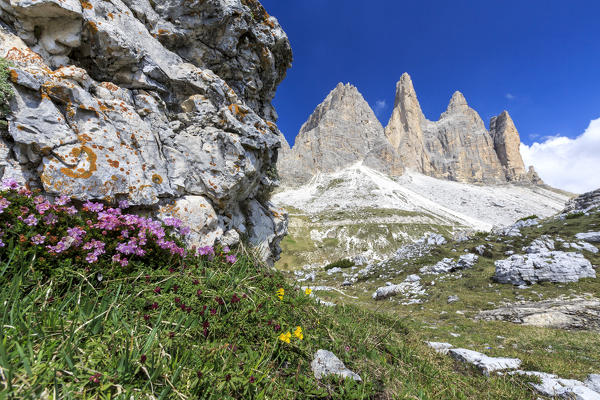 Summer flowering around the Three Peaks of Lavaredo. Sesto Dolomites Trentino Alto Adige Italy Europe