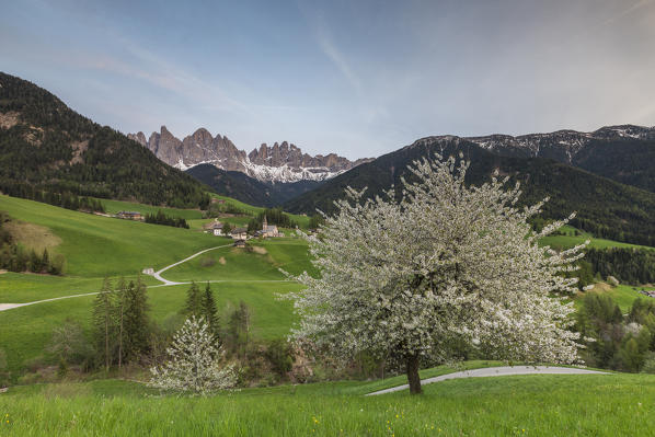 Flowering frames the village of St. Magdalena and  the Odle group. Funes Valley South Tyrol Dolomites Italy Europe