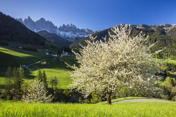 Flowering frames the village of St. Magdalena and  the Odle group. Funes Valley South Tyrol Dolomites Italy Europe