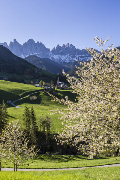 Flowering frames the village of St. Magdalena and  the Odle group. Funes Valley South Tyrol Dolomites Italy Europe