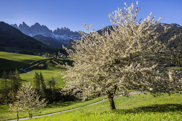 Flowering frames the village of St. Magdalena and  the Odle group. Funes Valley South Tyrol Dolomites Italy Europe