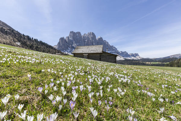 Flowers bloom on the meadows at the foot of the Odle. Malga Gampen Funes Valley. South Tyrol Dolomites Italy Europe