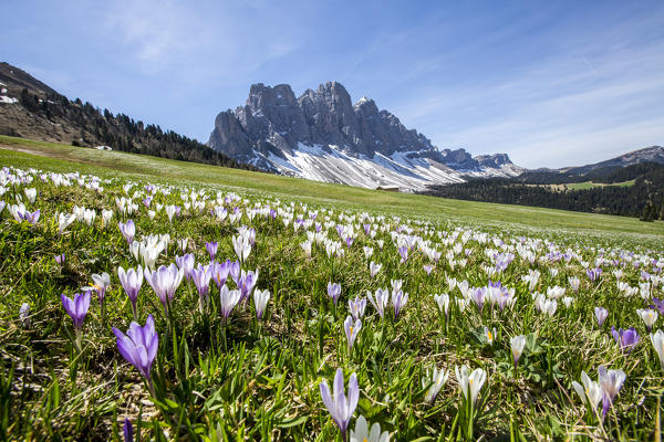 Flowers bloom on the meadows at the foot of the Odle. Malga Gampen Funes Valley. South Tyrol Dolomites Italy Europe