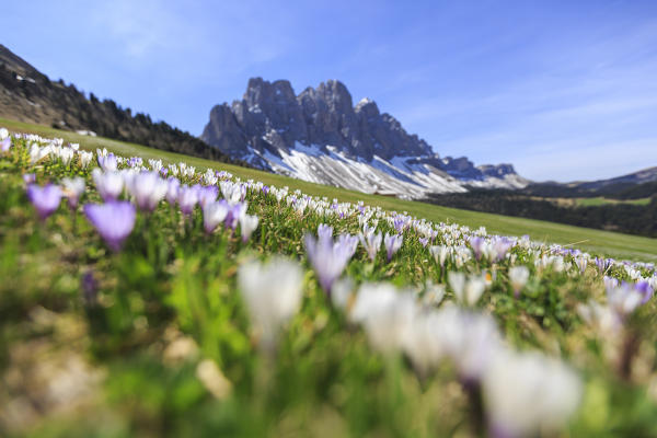 Flowers bloom on the meadows at the foot of the Odle. Malga Gampen Funes Valley. South Tyrol Dolomites Italy Europe