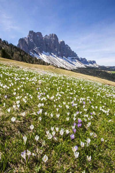 Flowers bloom on the meadows at the foot of the Odle. Malga Gampen Funes Valley. South Tyrol Dolomites Italy Europe