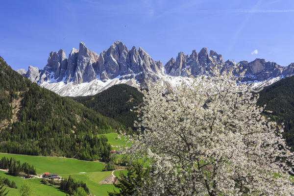 The Odle in background enhanced by flowering trees . Funes Valley. South Tyrol Dolomites Italy Europe