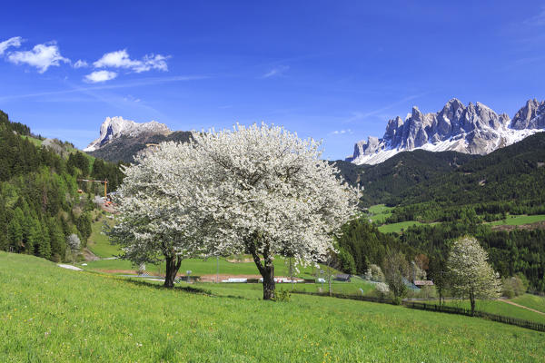 The Odle in background enhanced by flowering trees . Funes Valley. South Tyrol Dolomites Italy Europe