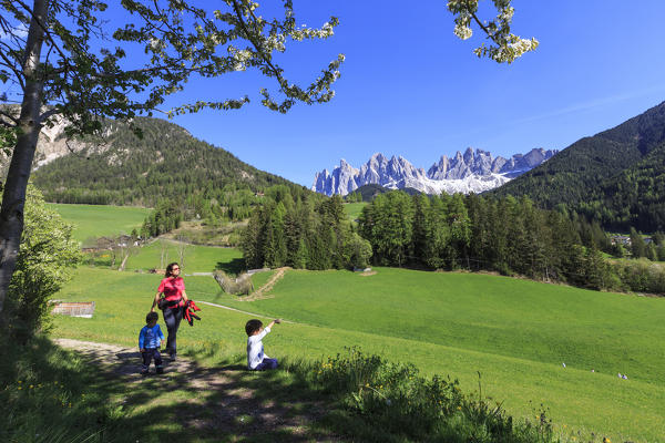 A family on green meadows admires the  Odle Group Funes Valley South Tyrol Dolomites Italy Europe