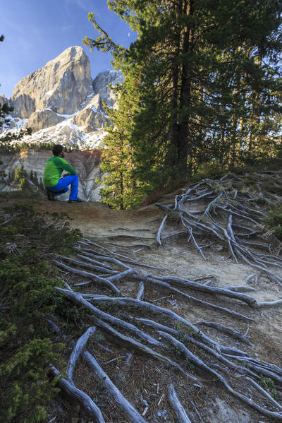 Hiker in the woods admires Sass De Putia. Passo delle Erbe.  Puez Odle South Tyrol Dolomites Italy Europe